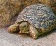 Pražská zoo pokřtí želvy