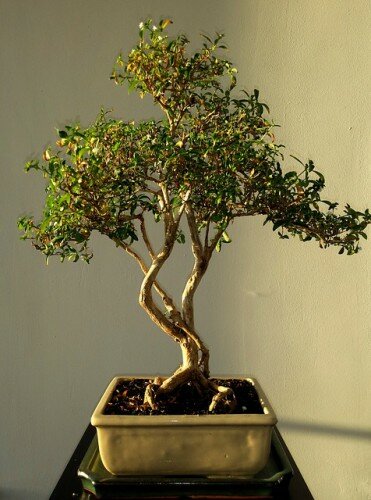 bonsai-514906_640