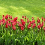 tulips-21620_640